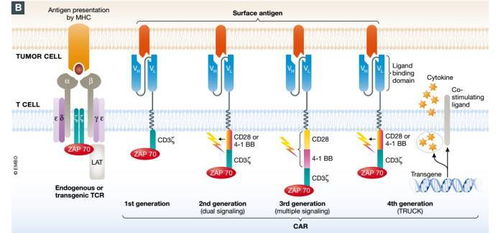 開創(chuàng)新療法的機(jī)遇與挑戰(zhàn) CAR-T細(xì)胞療法的臨床發(fā)展與工程技術(shù)創(chuàng)新